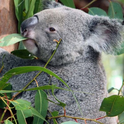  Trauma and infectious disease were the most common single diagnoses in koalas